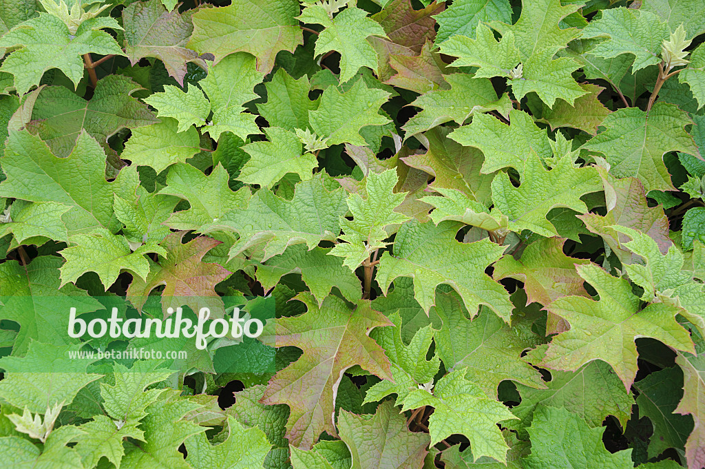 535282 - Hortensia à feuilles de chêne (Hydrangea quercifolia)