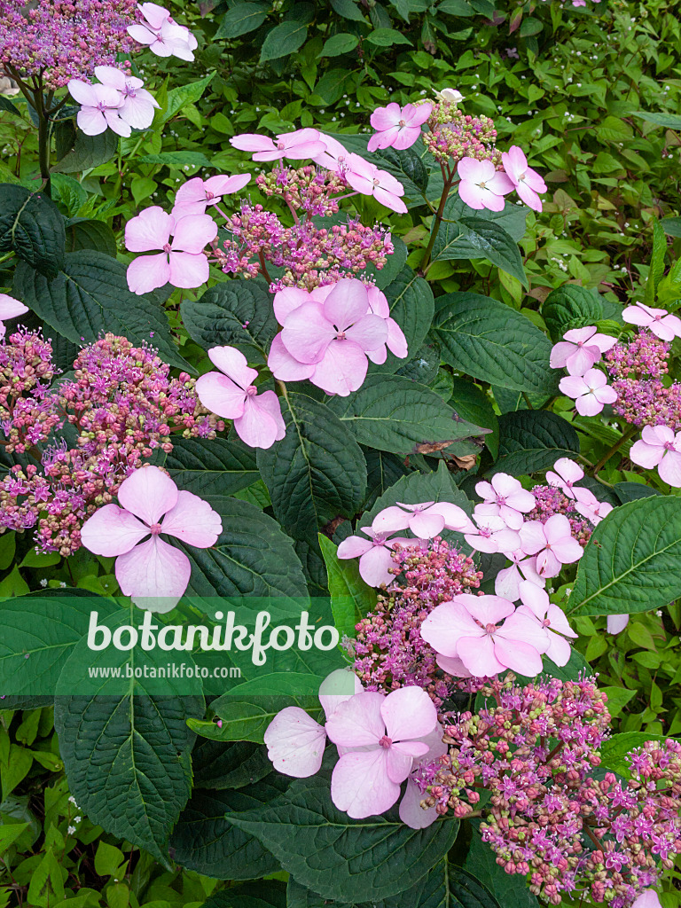 402124 - Hortensia à grandes feuilles (Hydrangea macrophylla 'Ayesha')