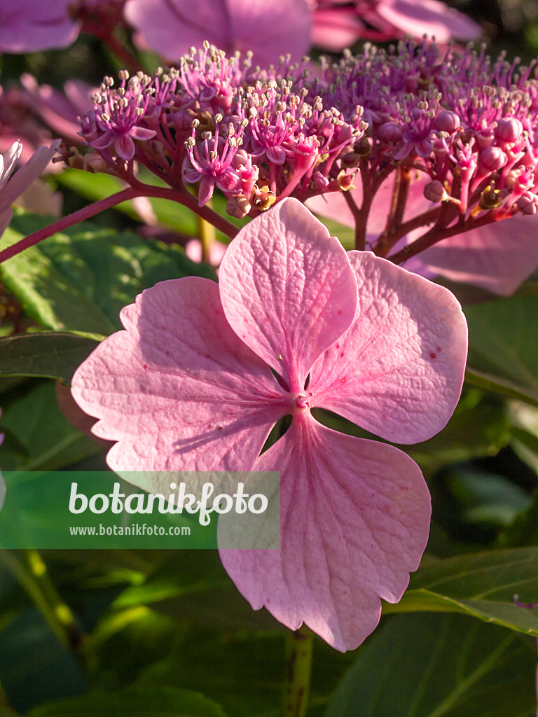 416025 - Hortensia à grandes feuilles (Hydrangea macrophylla 'Blue Wave')