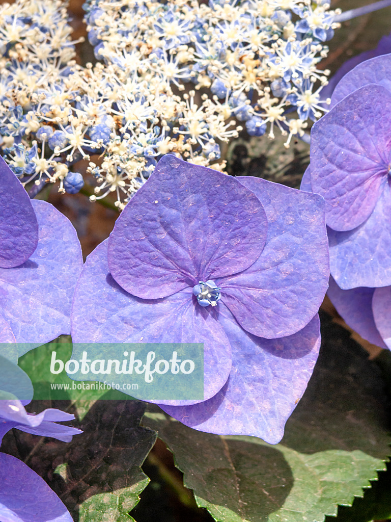 426039 - Hortensia à grandes feuilles (Hydrangea macrophylla 'Blaumeise')