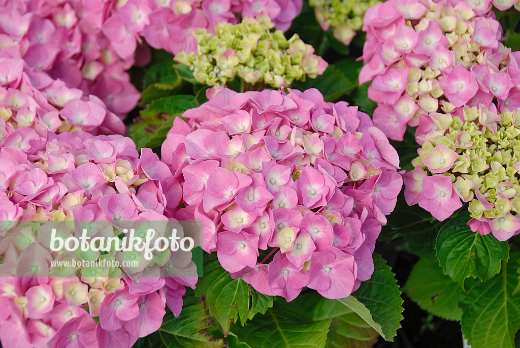 471399 - Hortensia à grandes feuilles (Hydrangea macrophylla 'Berliner Spree')