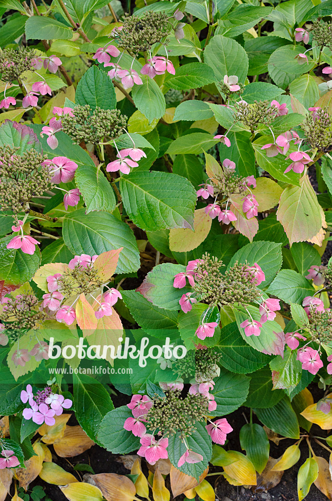 477108 - Hortensia à grandes feuilles (Hydrangea macrophylla 'Blue Wave')