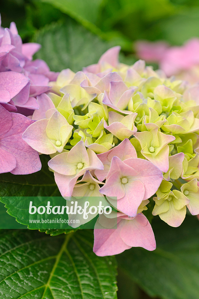 487096 - Hortensia à grandes feuilles (Hydrangea macrophylla)