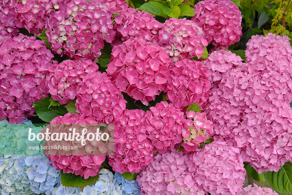 490080 - Hortensia à grandes feuilles (Hydrangea macrophylla 'Schöne Bautznerin')