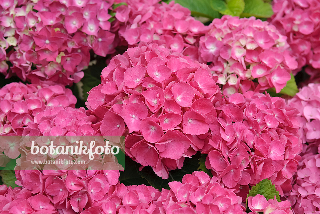 490081 - Hortensia à grandes feuilles (Hydrangea macrophylla 'Schöne Bautznerin')