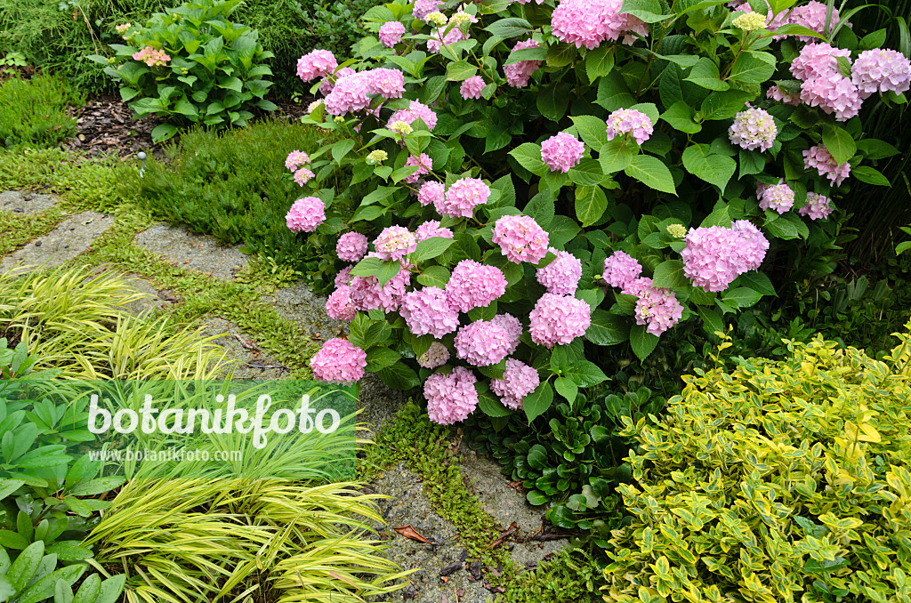 546050 - Hortensia à grandes feuilles (Hydrangea macrophylla) et herbe du Japon (Hakonechloa macra 'Aureola') chez un chemin de jardin