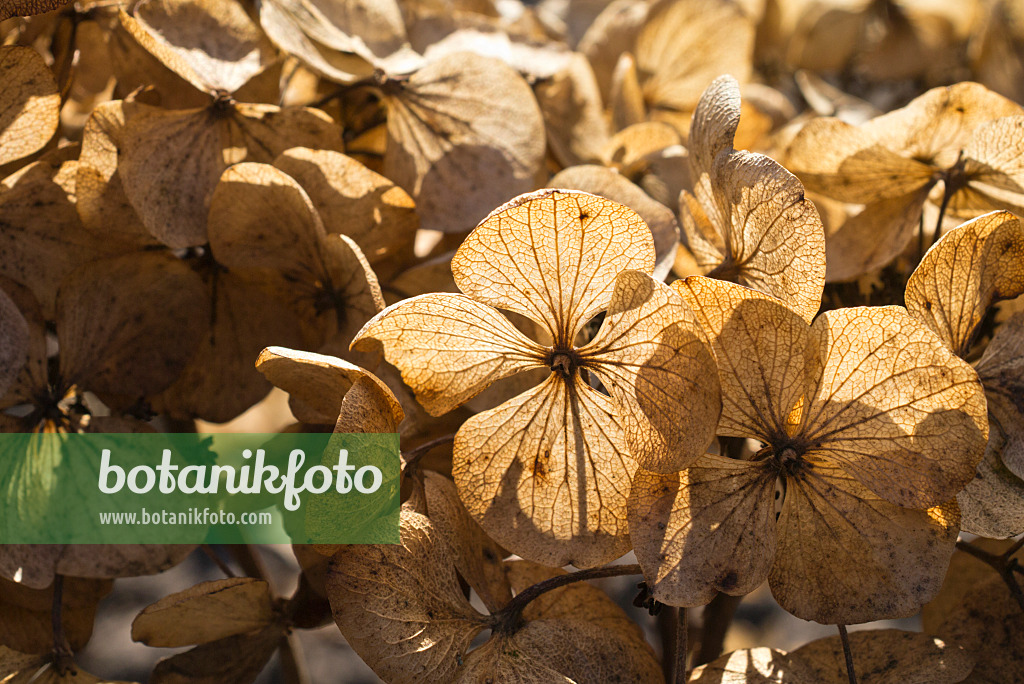 566075 - Hortensia à grandes feuilles (Hydrangea macrophylla subsp. serrata)