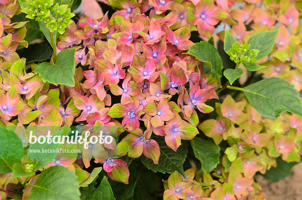 571074 - Hortensia à grandes feuilles (Hydrangea macrophylla 'Saxon Schloss Wackerbarth')