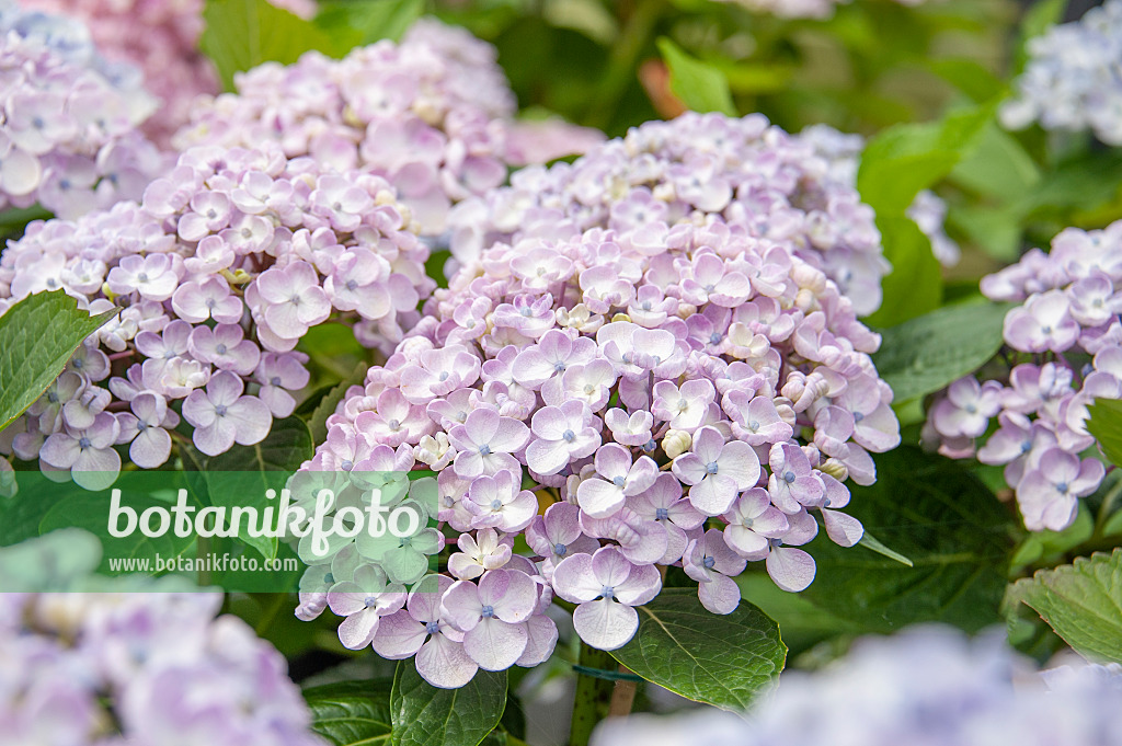 616239 - Hortensia à grandes feuilles (Hydrangea macrophylla 'Ayesha')