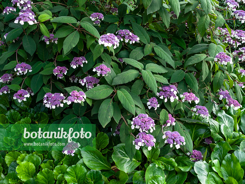 450005 - Hortensia de Sargent (Hydrangea aspera subsp. sargentiana)