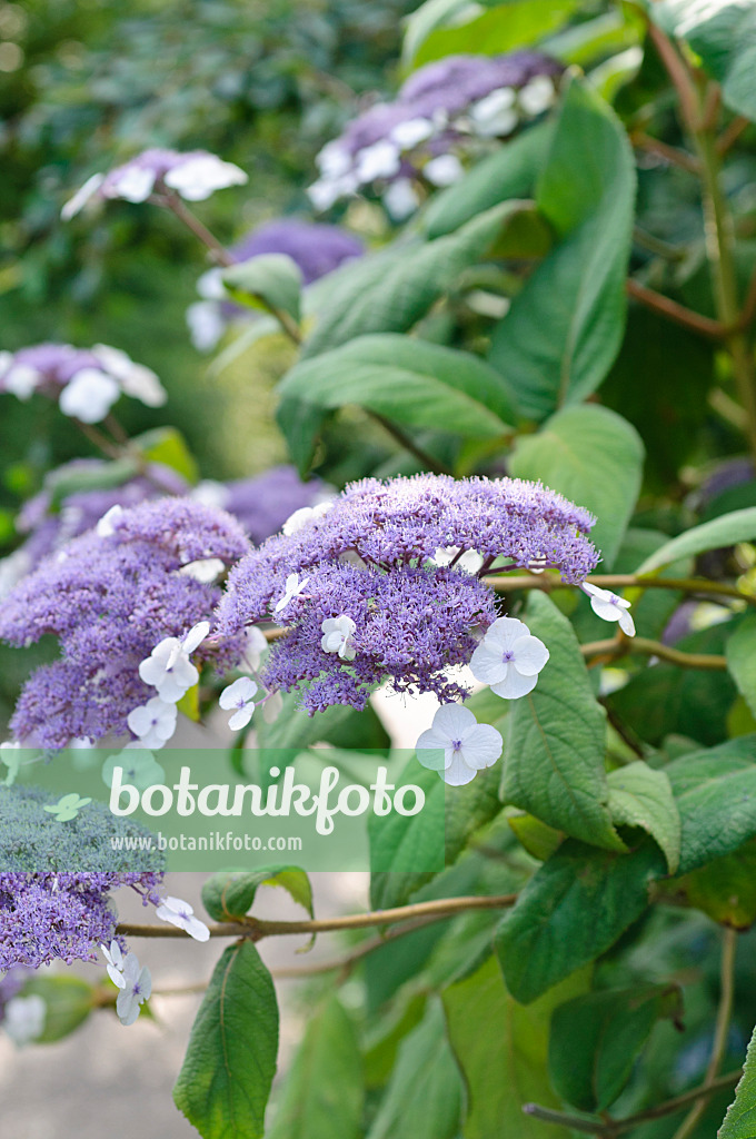 486224 - Hortensia de Sargent (Hydrangea aspera subsp. sargentiana)