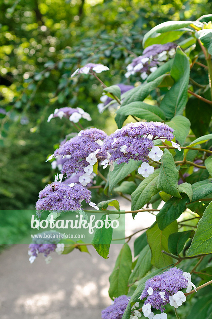 486225 - Hortensia de Sargent (Hydrangea aspera subsp. sargentiana)