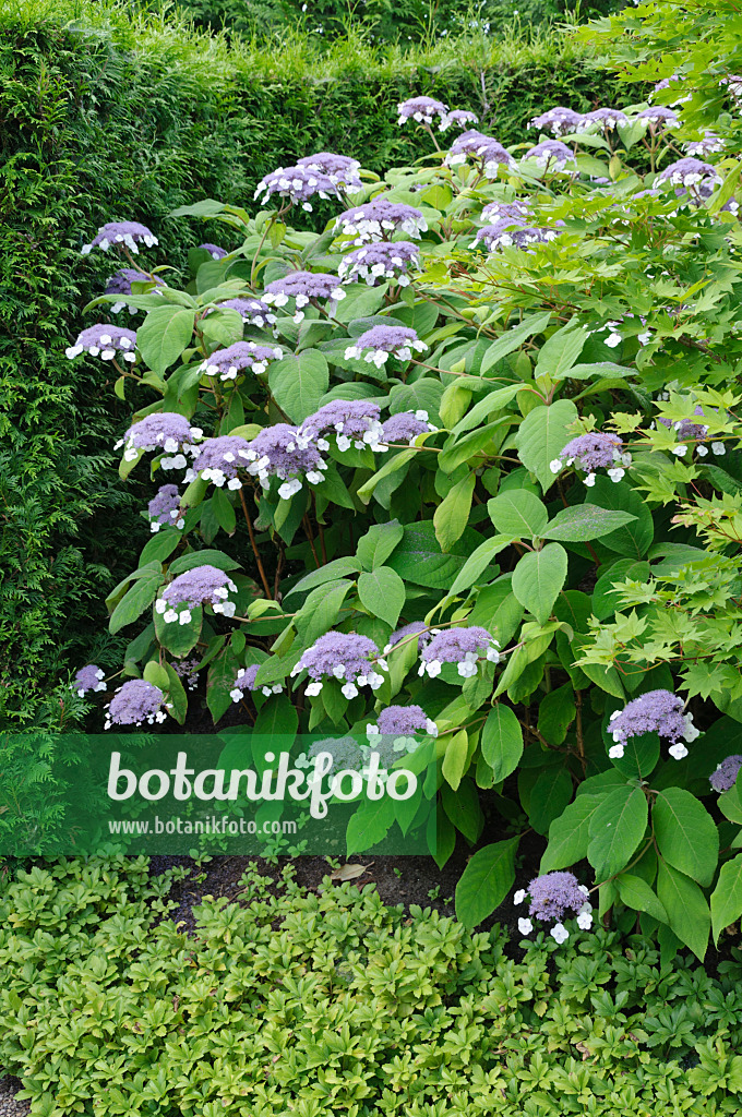 486228 - Hortensia de Sargent (Hydrangea aspera subsp. sargentiana)