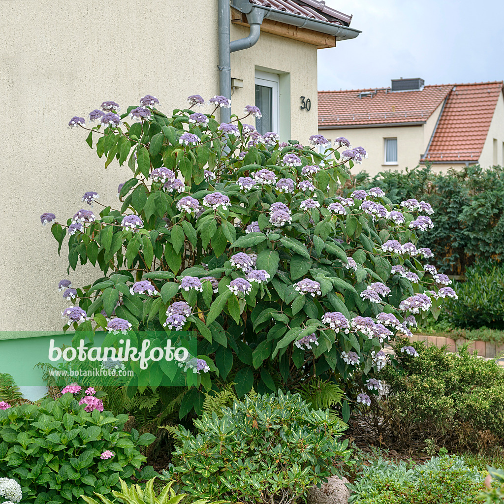 547157 - Hortensia de Sargent (Hydrangea aspera subsp. sargentiana)