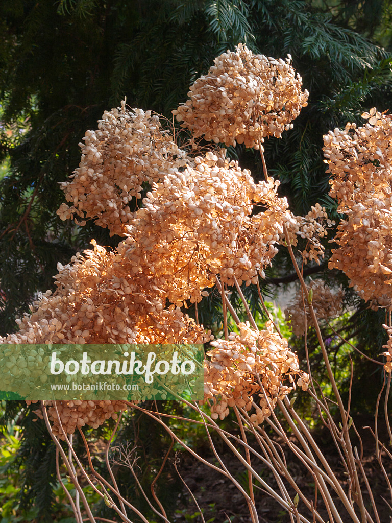 400059 - Hortensia de Virginie (Hydrangea arborescens 'Annabelle')