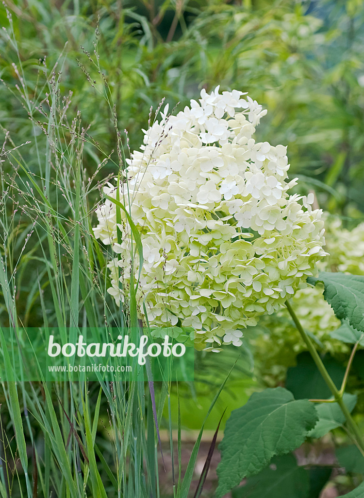 490076 - Hortensia de Virginie (Hydrangea arborescens 'Annabelle')