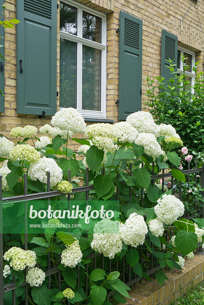 546036 - Hortensia de Virginie (Hydrangea arborescens 'Annabelle')