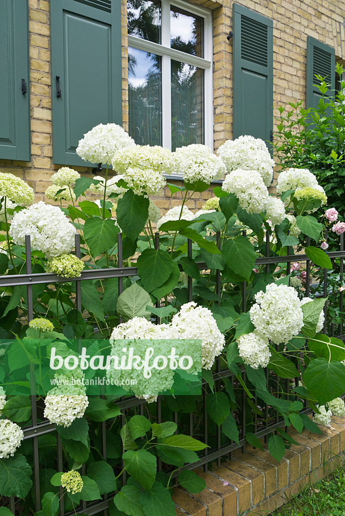 546037 - Hortensia de Virginie (Hydrangea arborescens 'Annabelle')