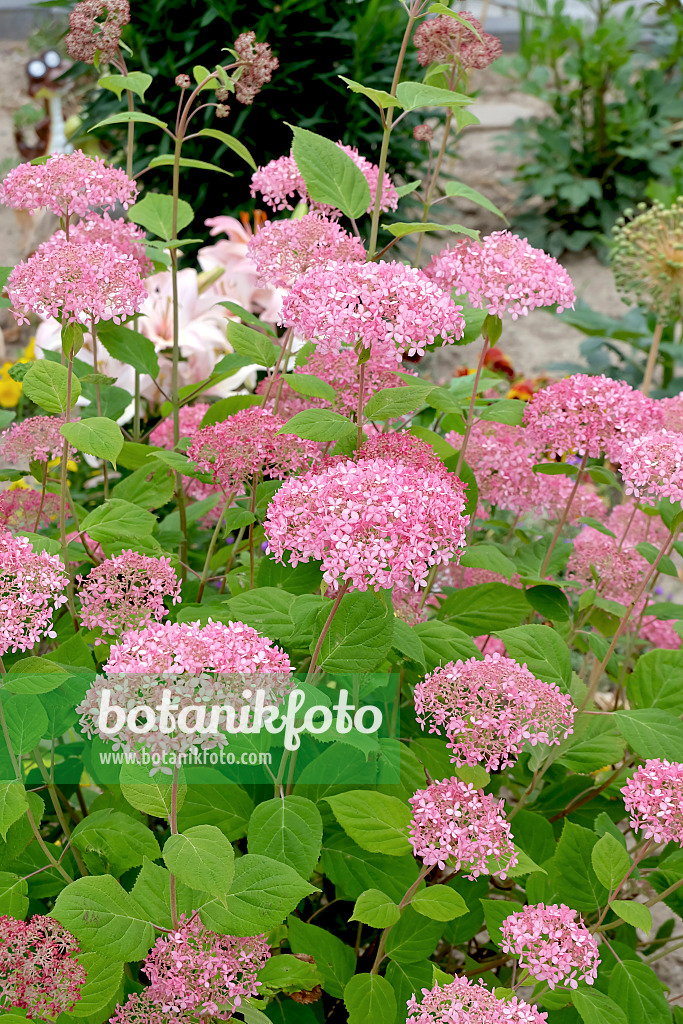 558119 - Hortensia de Virginie (Hydrangea arborescens 'Invincibelle')