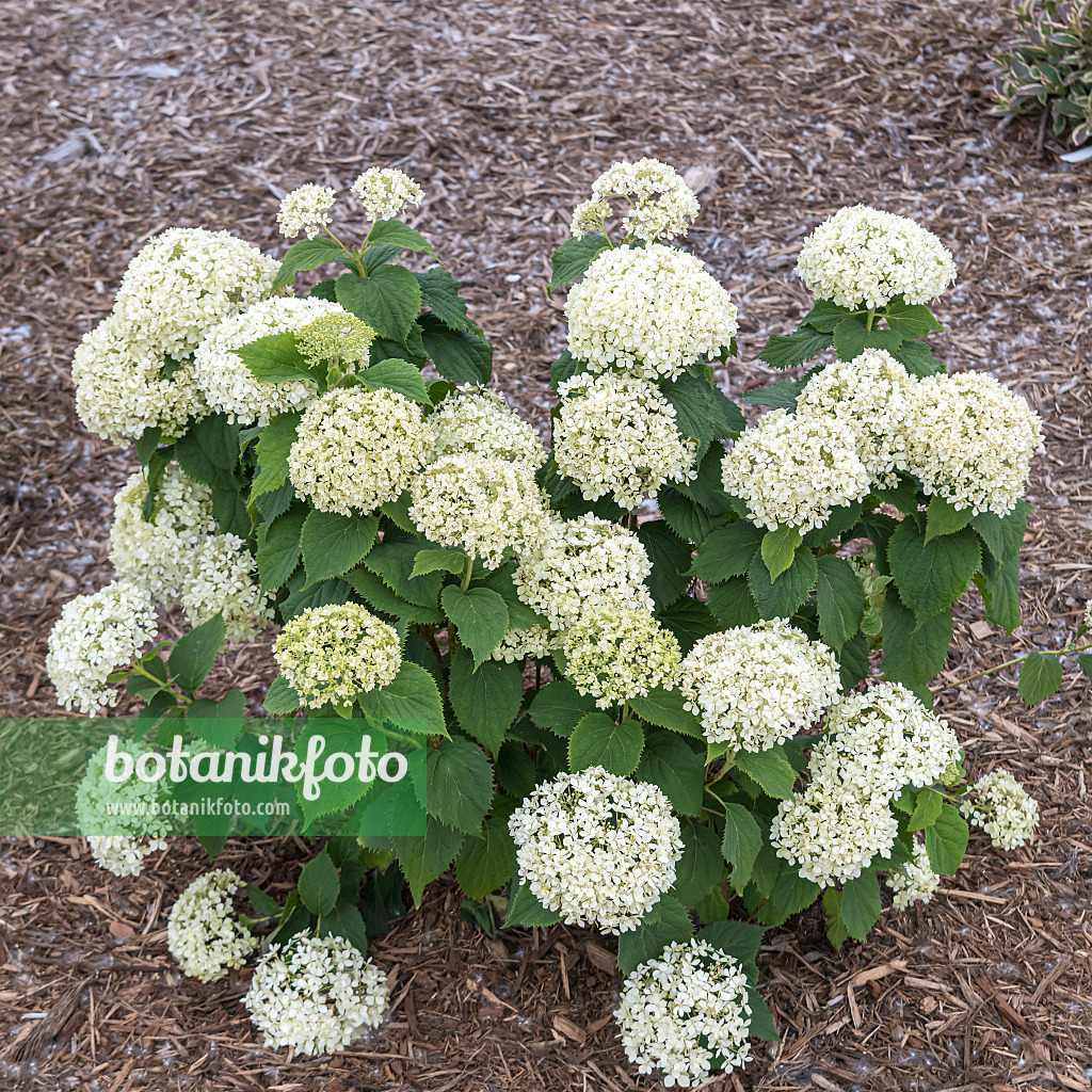 607102 - Hortensia de Virginie (Hydrangea arborescens 'Invincibelle Limetta')