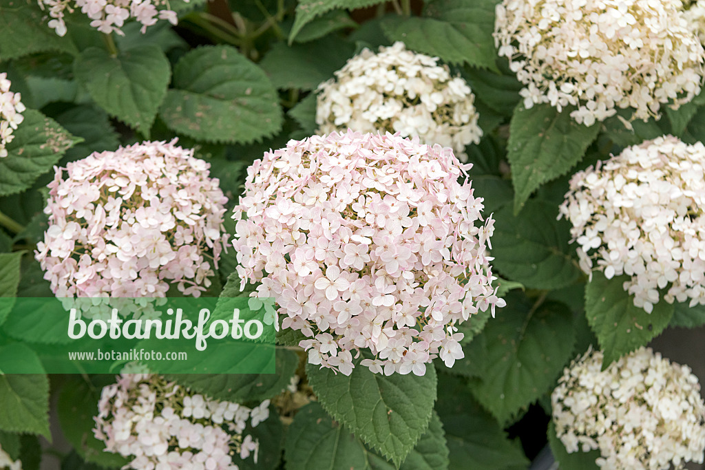 607106 - Hortensia de Virginie (Hydrangea arborescens 'Invincibelle Wee White')