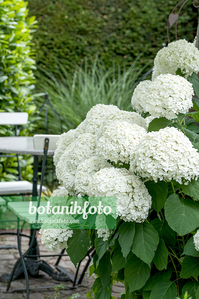 616234 - Hortensia de Virginie (Hydrangea arborescens 'Strong Annabelle')