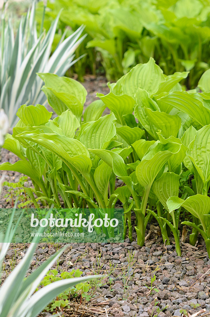 520176 - Hosta à fleurs de lis (Hosta plantaginea 'Grandiflora') et iris du Japon (Iris japonica 'Variegata')