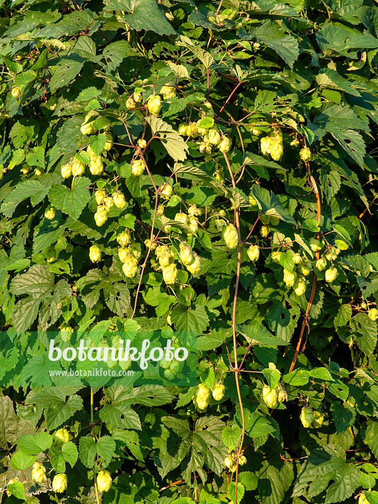 429059 - Houblon grimpant (Humulus lupulus)