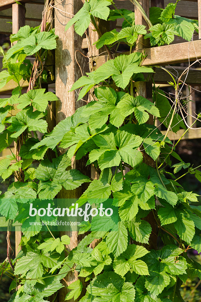 484313 - Houblon grimpant (Humulus lupulus)