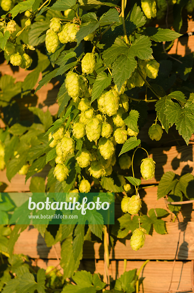 524015 - Houblon grimpant (Humulus lupulus)