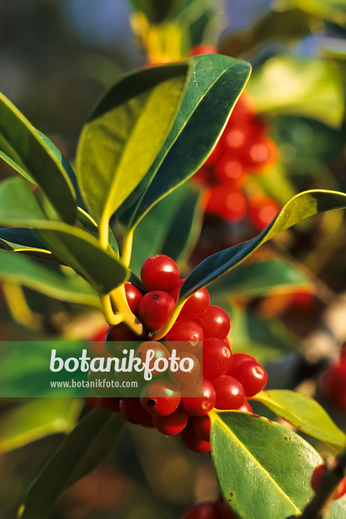 385018 - Houx commun (Ilex aquifolium)