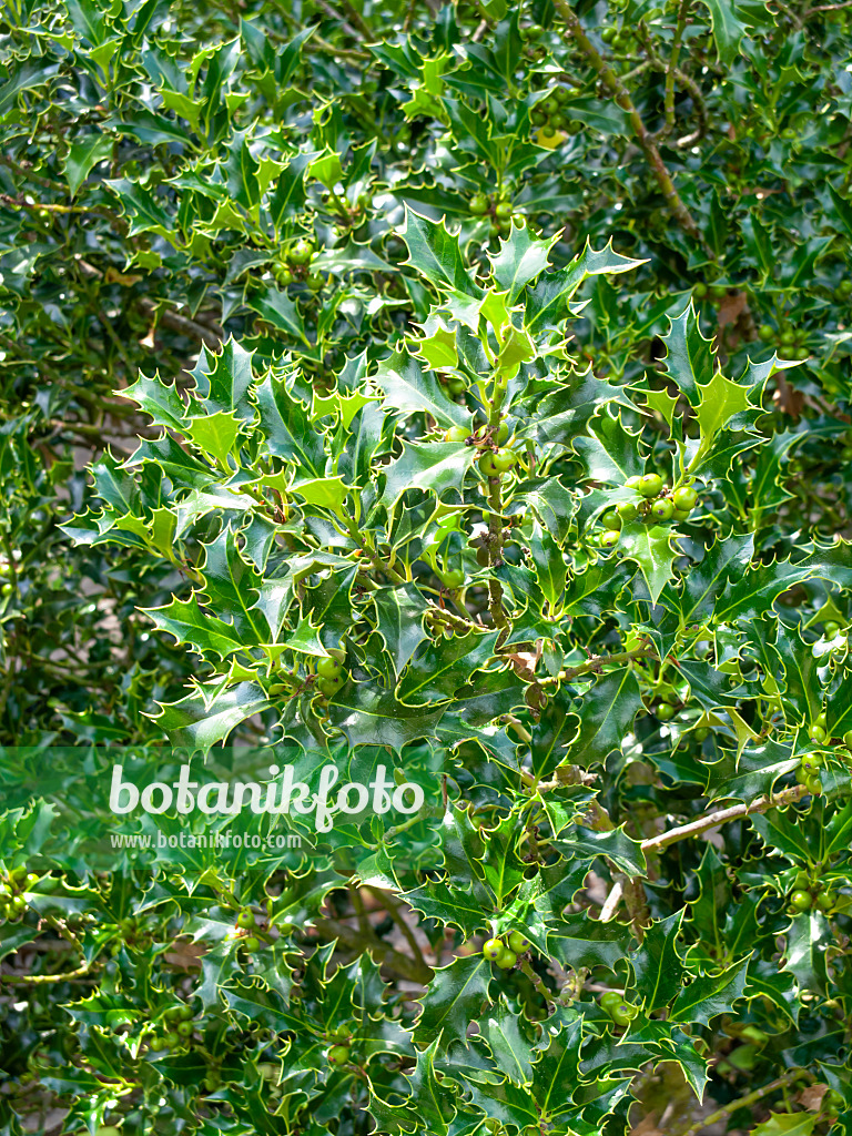 461140 - Houx commun (Ilex aquifolium)