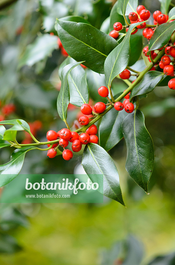 525399 - Houx commun (Ilex aquifolium)