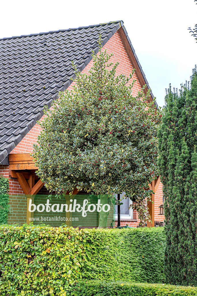 607114 - Houx commun (Ilex aquifolium 'Argentea Marginata')