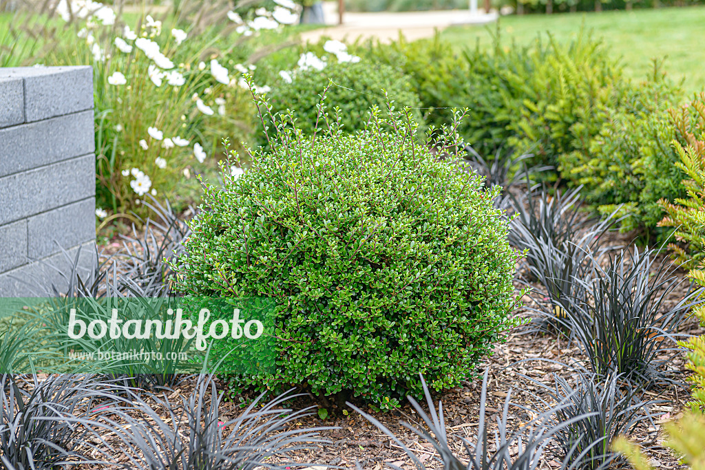 607115 - Houx crénelé (Ilex crenata 'Glorie Gem')