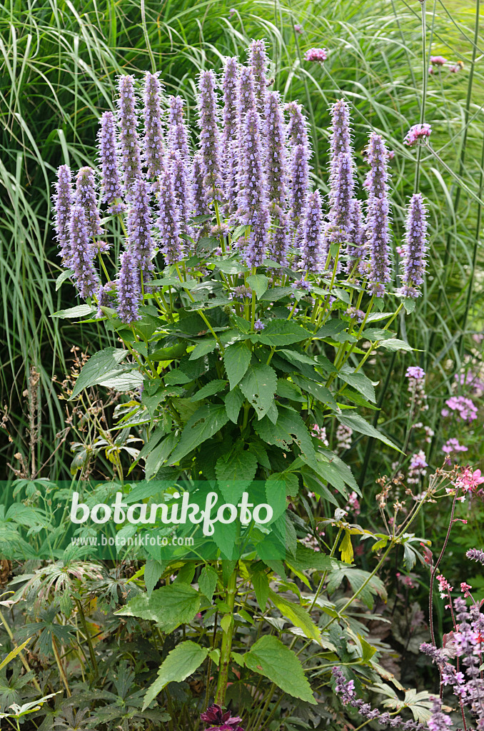 571033 - Hysope géante de Corée (Agastache rugosa)