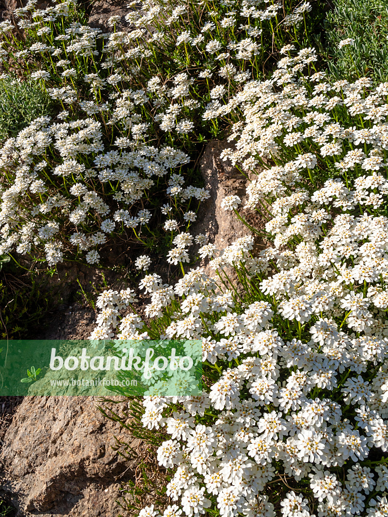 448028 - Ibéris toujours vert (Iberis sempervirens)