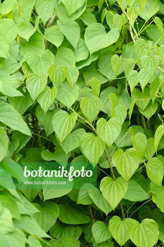 496144 - Igname (Dioscorea balcanica)