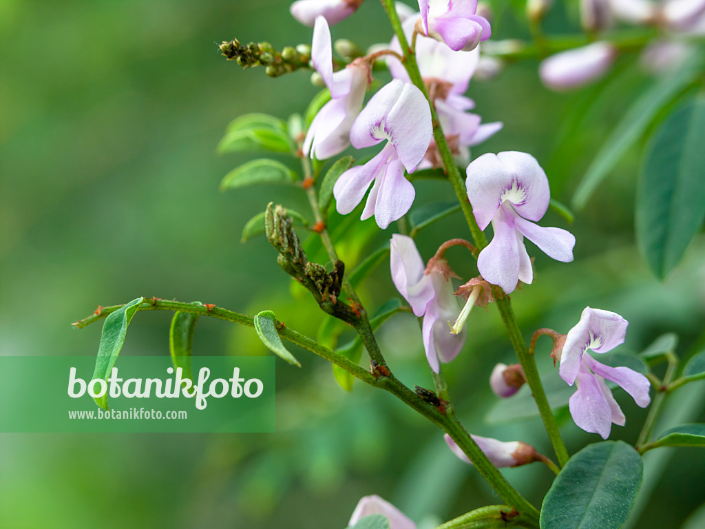 445016 - Indigotier de l'Australie (Indigofera australis)