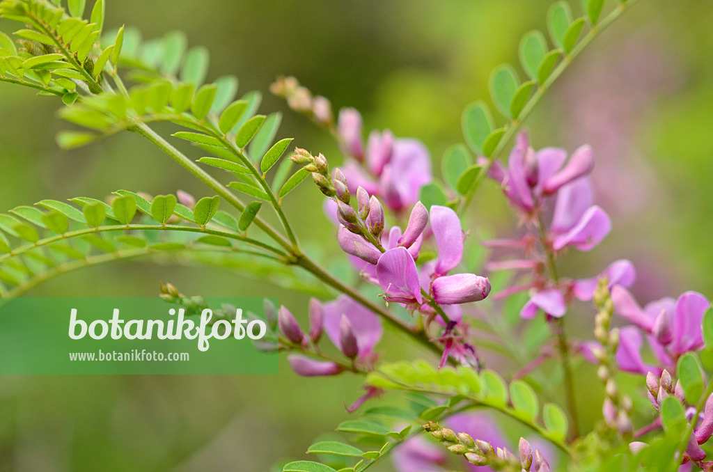 521521 - Indigotier de l'Himalaya (Indigofera heterantha syn. Indigofera gerardiana)