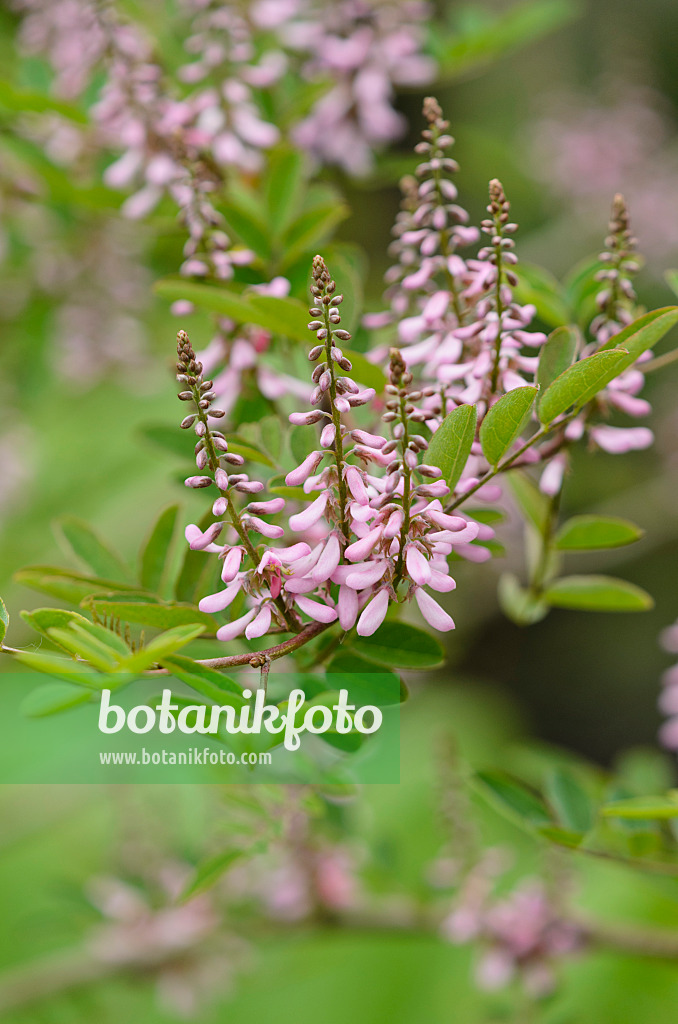 533600 - Indigotier mandchourien (Indigofera kirilowii)