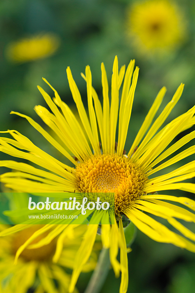 510122 - Inule aunée (Inula helenium)