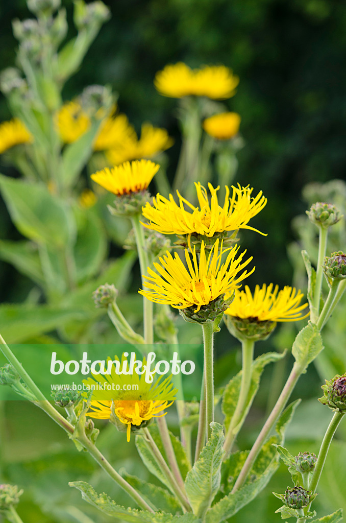 534203 - Inule aunée (Inula helenium)