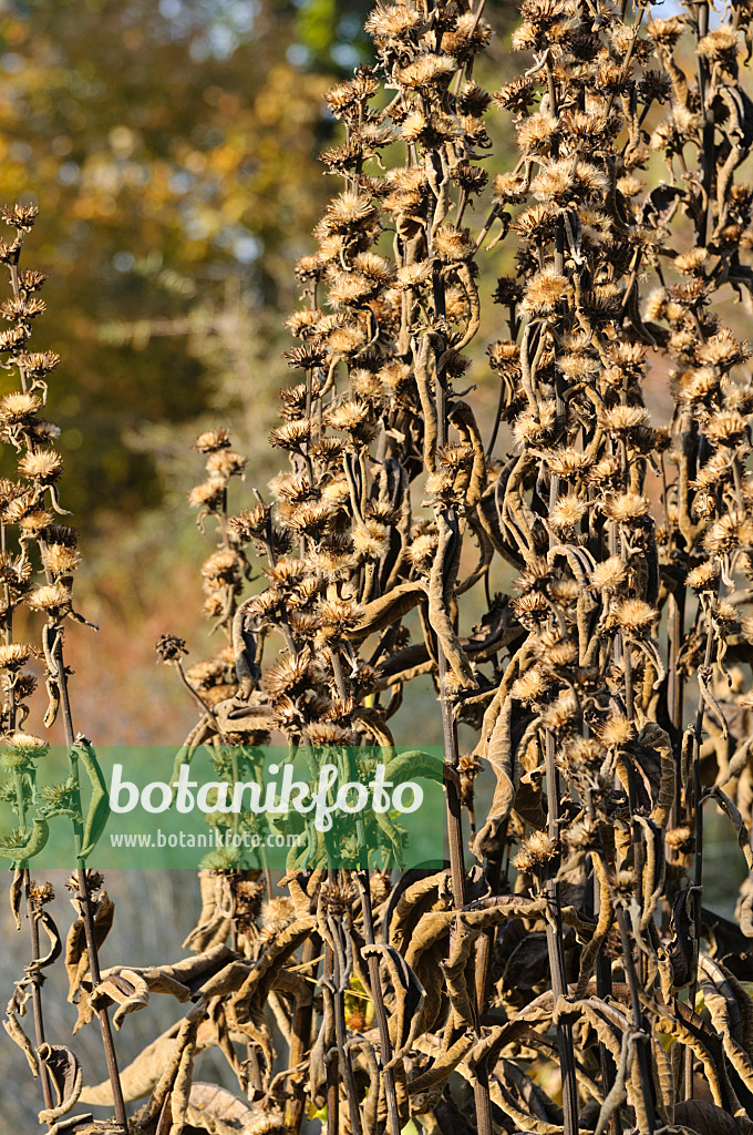 478010 - Inule (Inula racemosa)