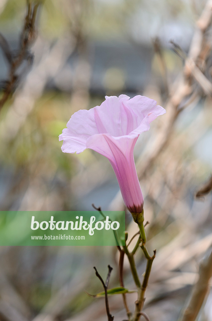 564137 - Ipomée (Ipomoea crassicaulis)