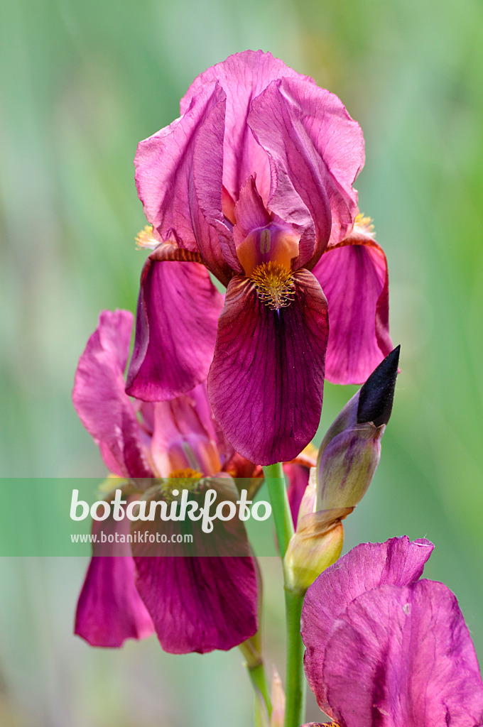 472048 - Iris barbu (Iris barbata elatior 'Deutscher Rotwein')