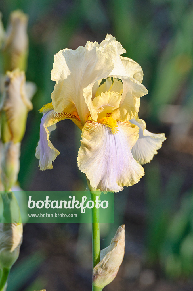 472193 - Iris d'Allemagne (Iris germanica 'Omas Sommerkleid')