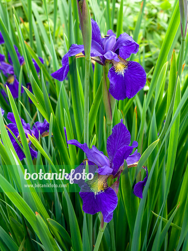 448103 - Iris de Sibérie (Iris sibirica)