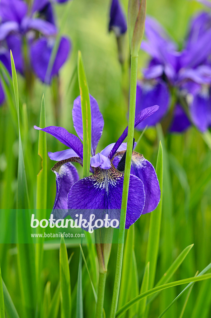 533457 - Iris de Sibérie (Iris sibirica 'Emperor')