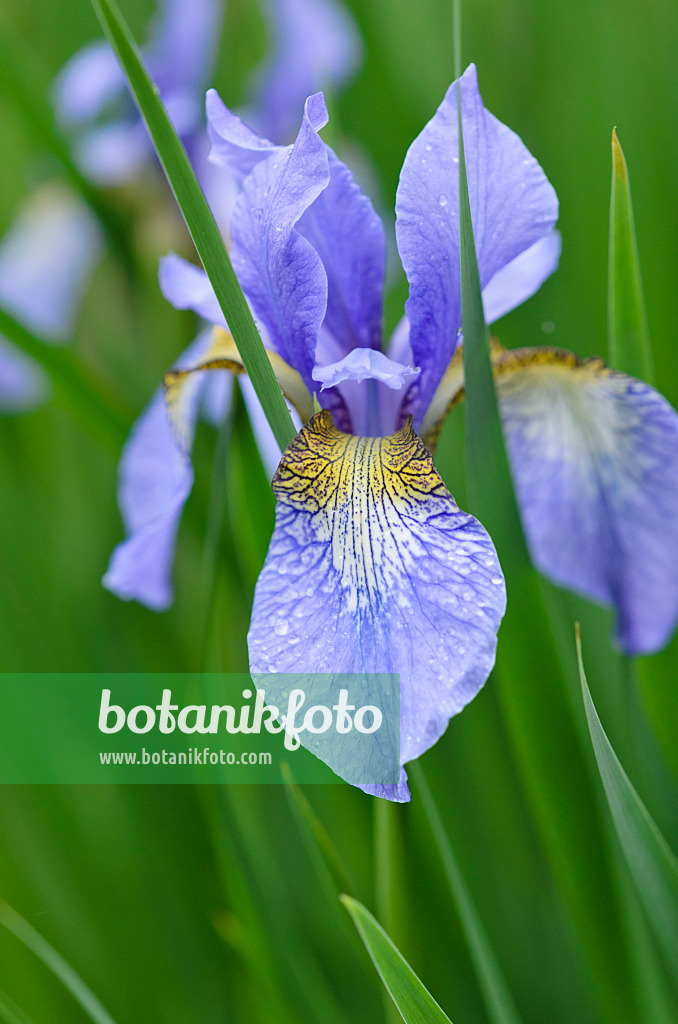 533537 - Iris de Sibérie (Iris sibirica 'Perry's Blue')